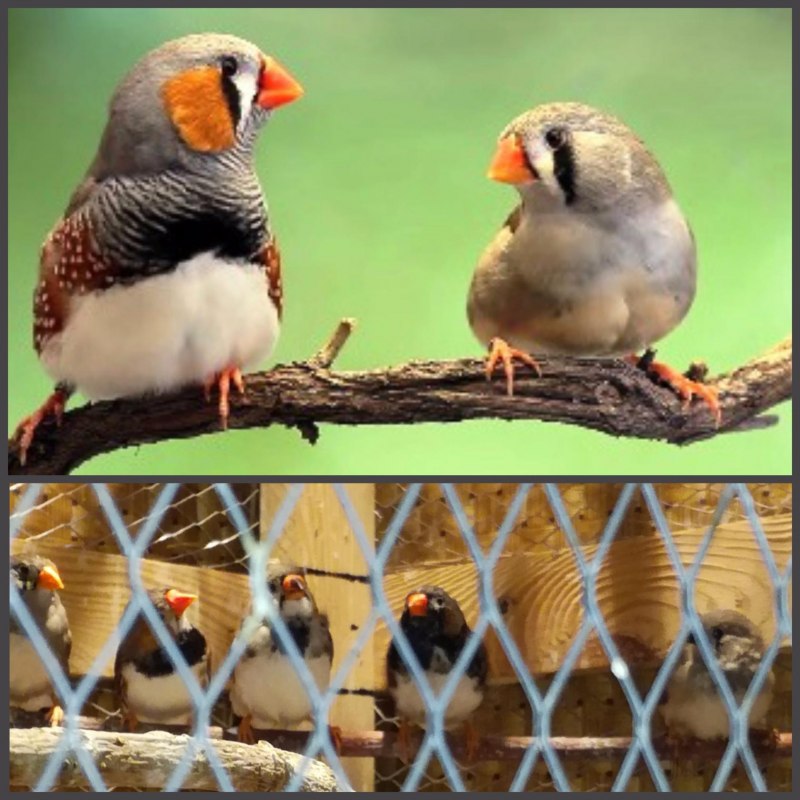 Амадины зебровые мальчики