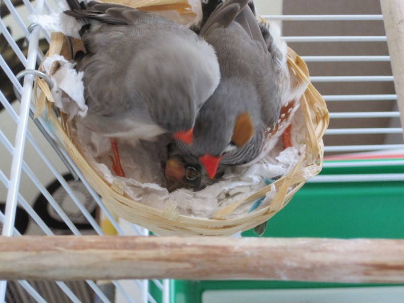 Амадины японские и зебровые