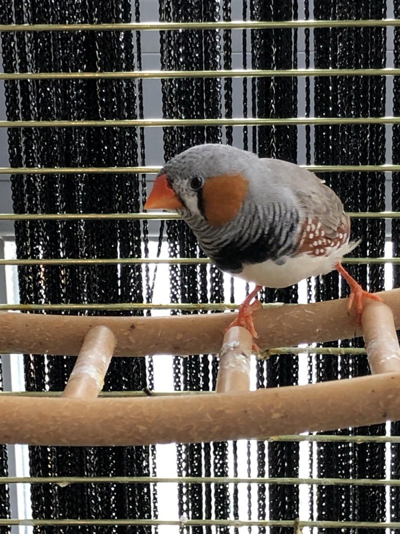 Амадины птенцы