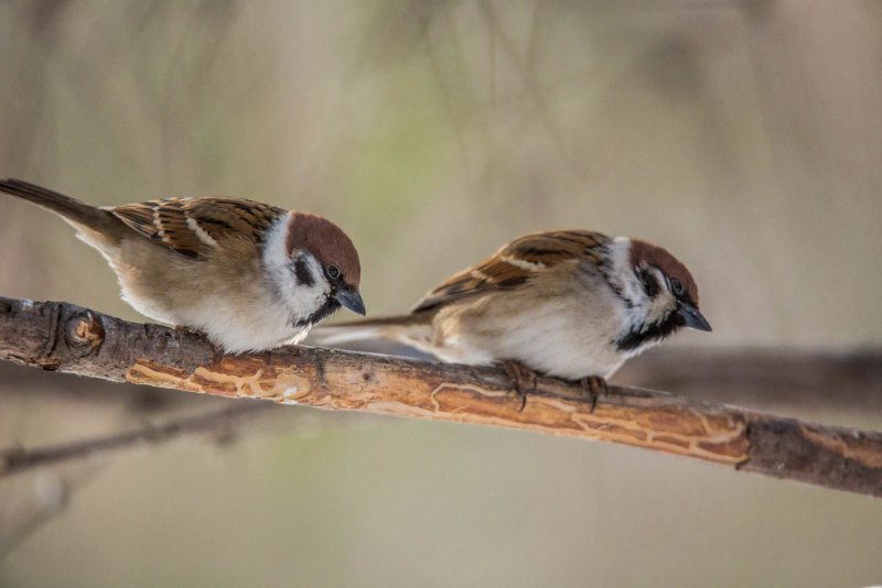 Воробей домовый (passer domesticus) самец