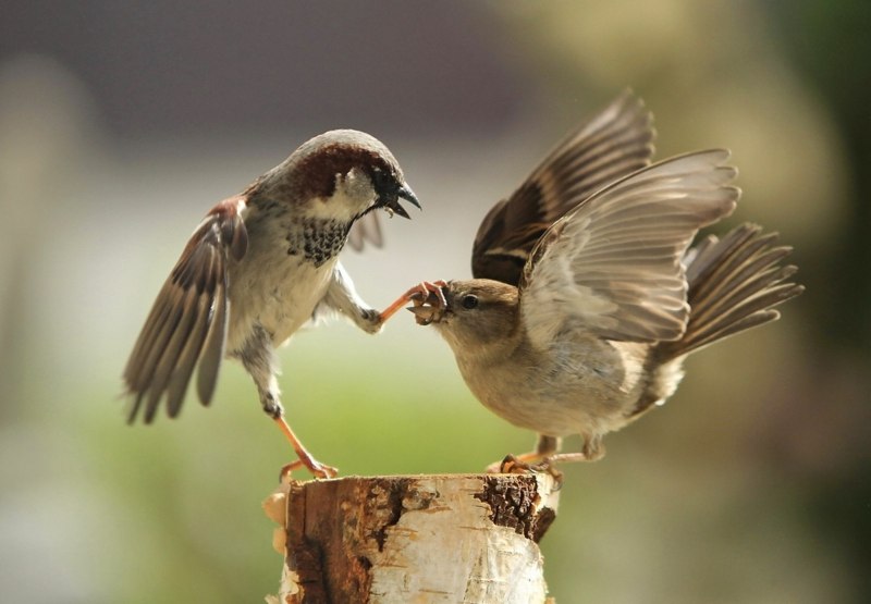 Домовый Воробей (passer domesticus)