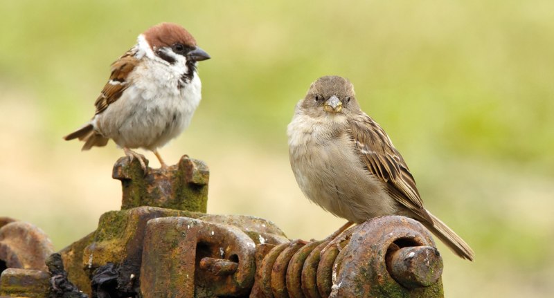 Воробей домовый (passer domesticus) самец