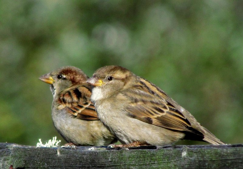 Воробей птицы самец и самка (28 фото)