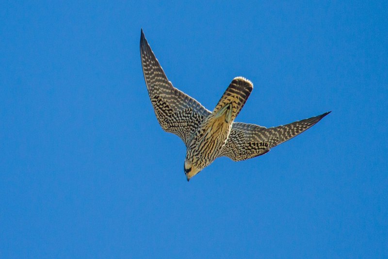 Алтайский Сокол (Falco cherrug altaicus)