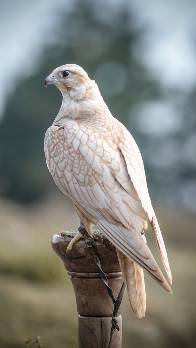 Кречет Falco rusticolus