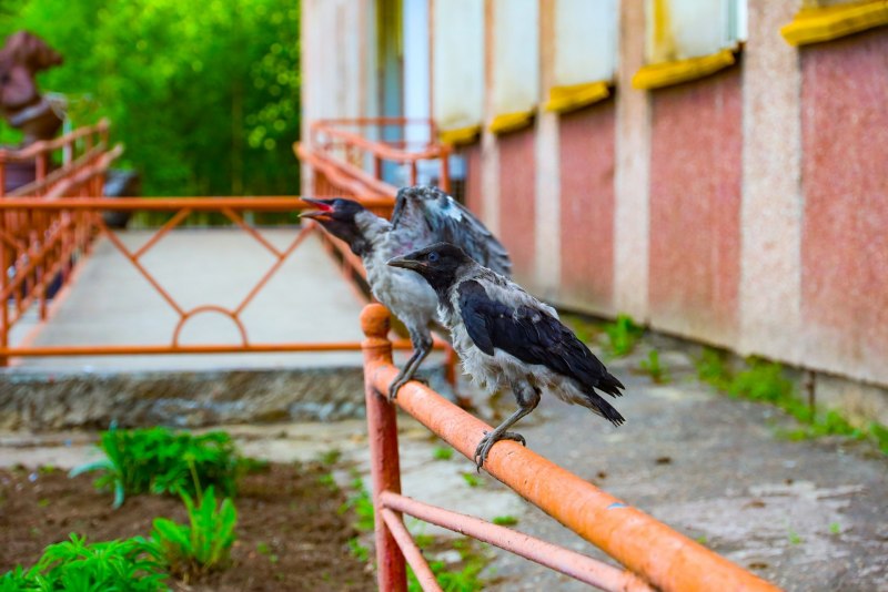 Полперхнувшаяся ворона Сыктывкар