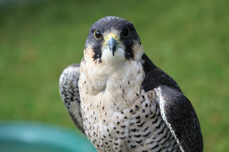 Семейство Соколиные Falconidae