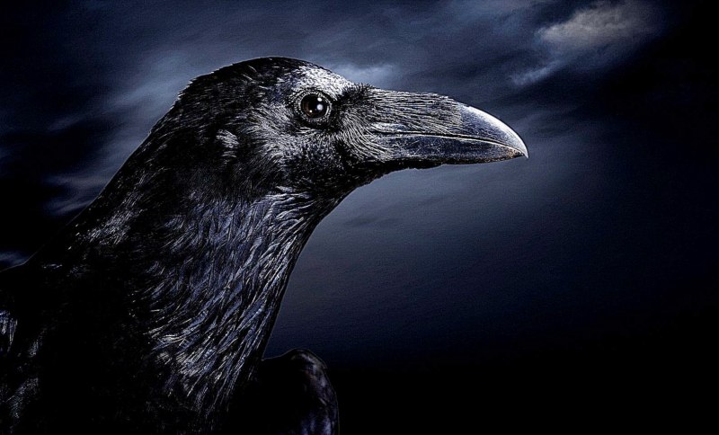 Гегнер Raven Dark