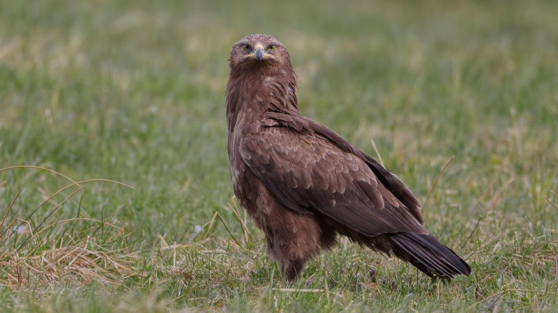 Большой подорлик Aquila clanga