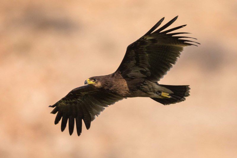 Большой подорлик Aquila clanga Pallas, 1811