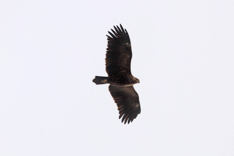 Greater spotted Eagle (clanga clanga)