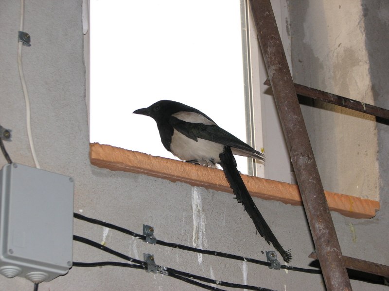 Косоуцы сороки