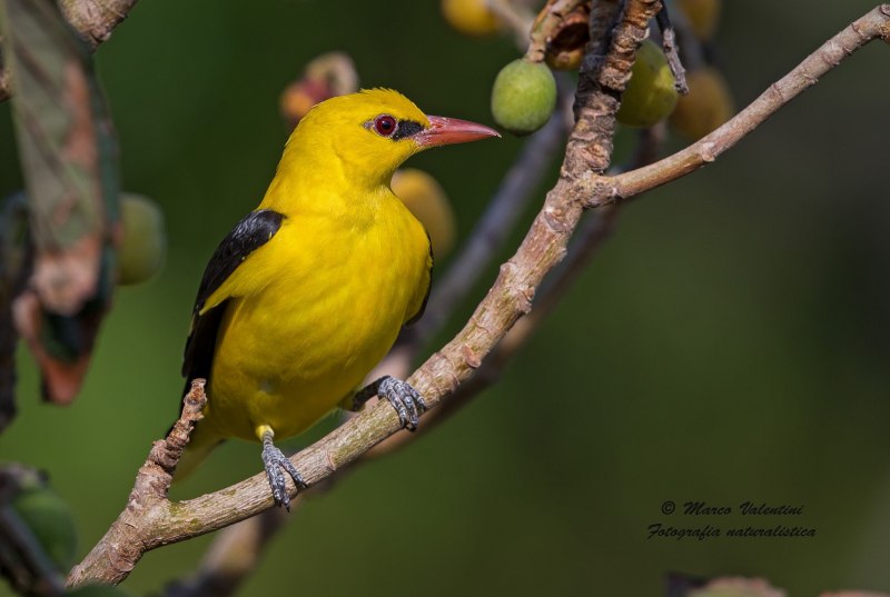 Обыкновенная Иволга Oriolus Oriolus