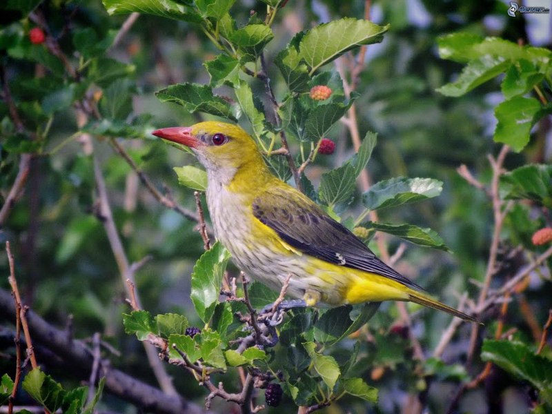 Иволга - Oriolus Oriolus