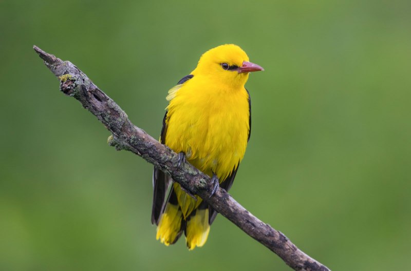 Oriole Bird