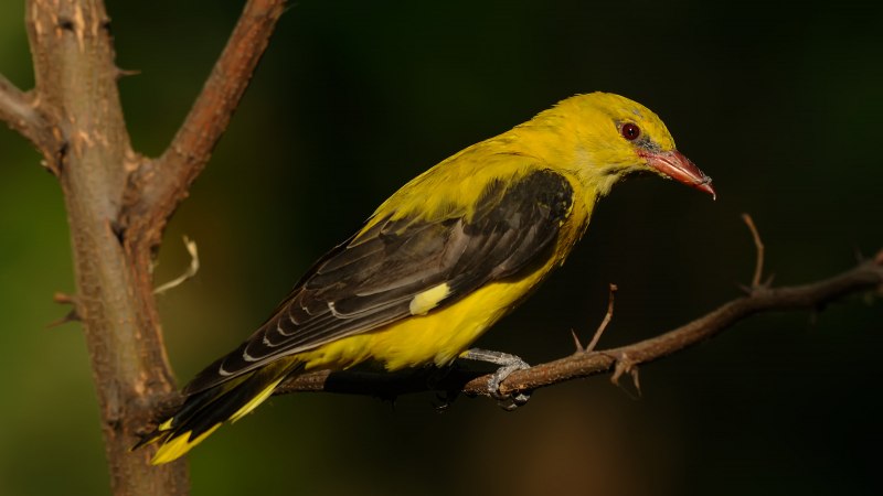 Baltimore Orioles птица