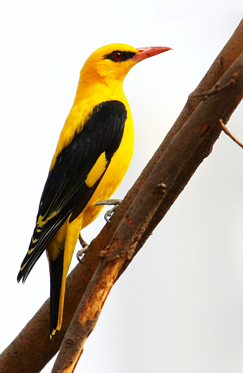 Baltimore Oriole Bird