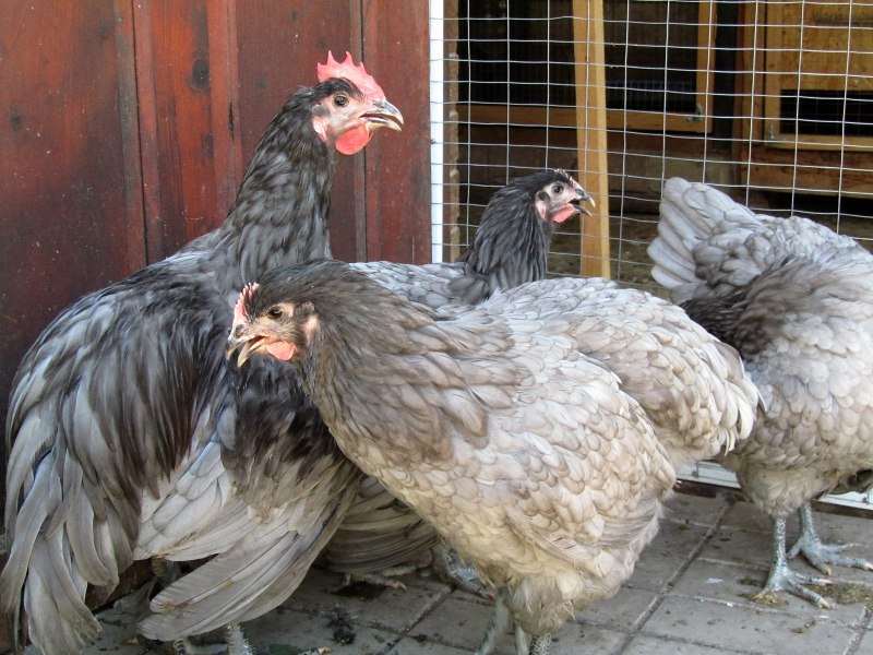 Doc Chicken show