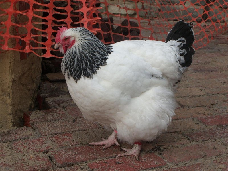 Chinese Silk Chickens content photos Reviews