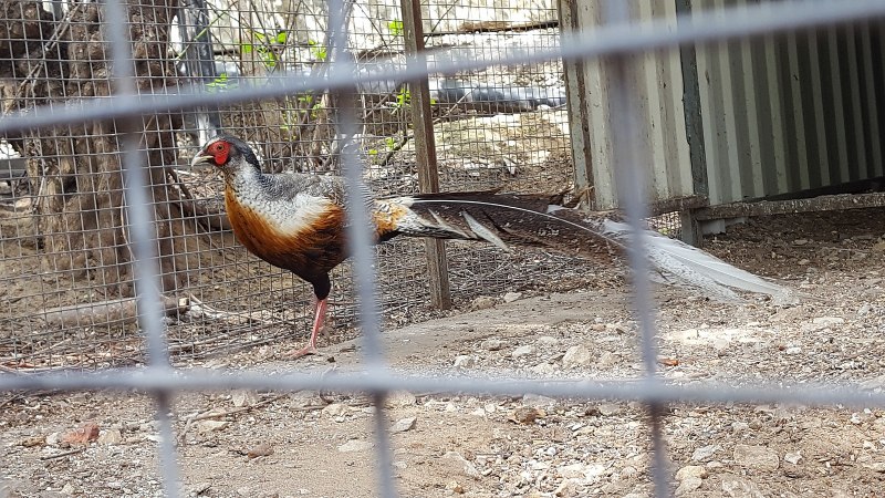 Предкавказский фазан (Phasianus colchicus septentrionalis)
