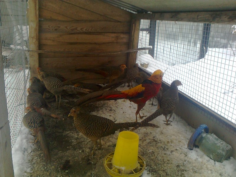 The common Pheasant (Phasianus colchicus)
