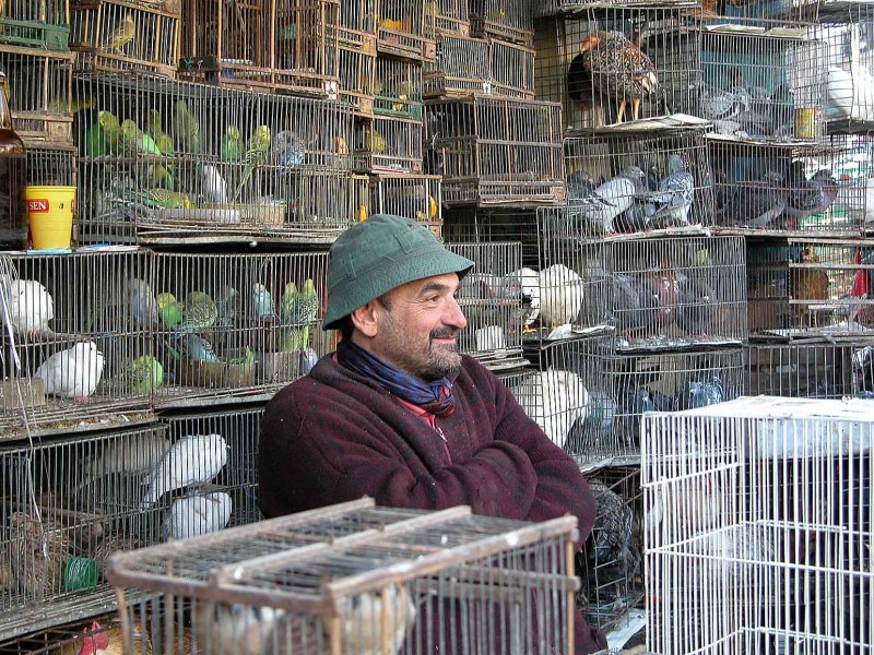 Птицы рынок (30 фото)