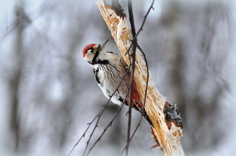 Зелёный дя́тел (Picus viridis)