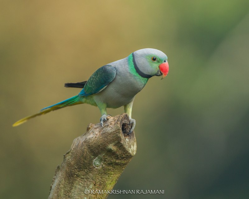 Parakeet 'Peter'