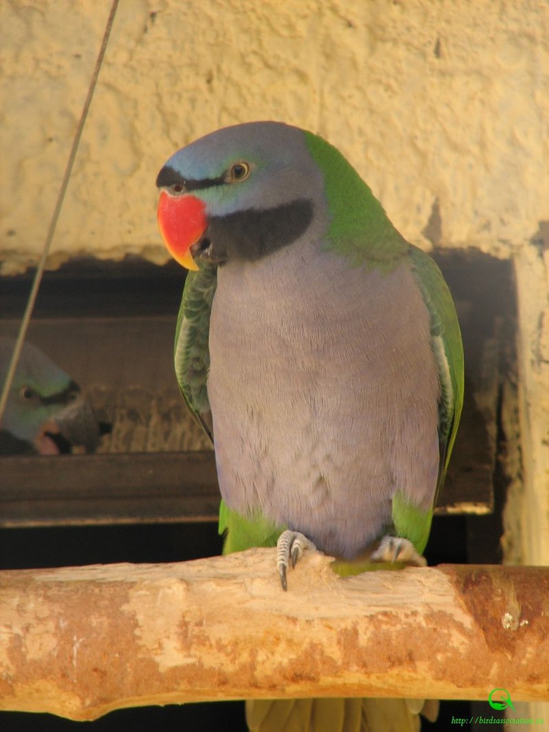 Китайский кольчатый попугай (53 фото)