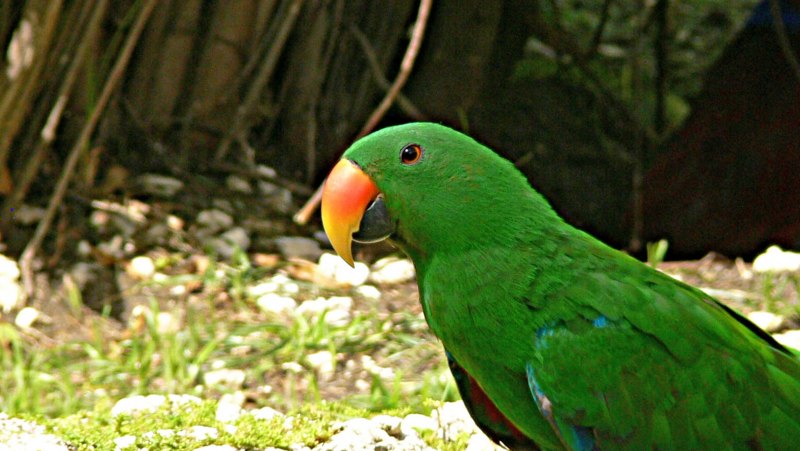 Eclectus Parrot