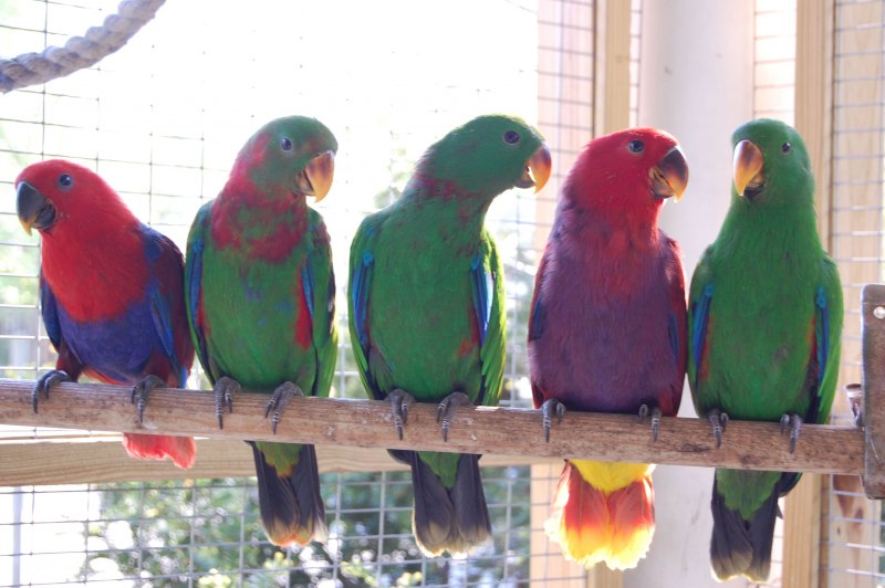 Eclectus Parrot