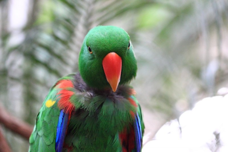 Eclectus Parrot