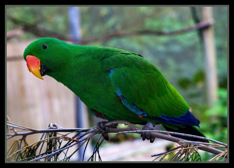 Parrot