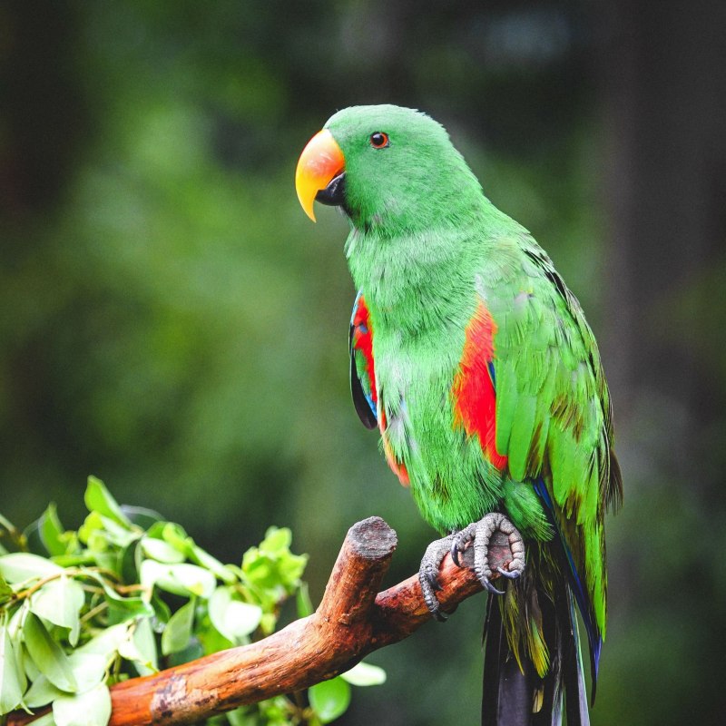 Eclectus roratus