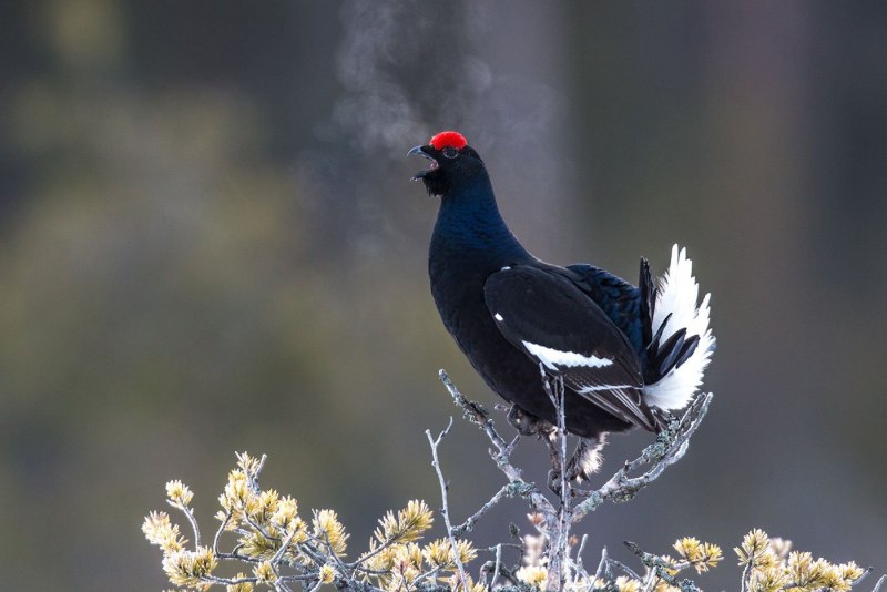 Lekking Capercaillie