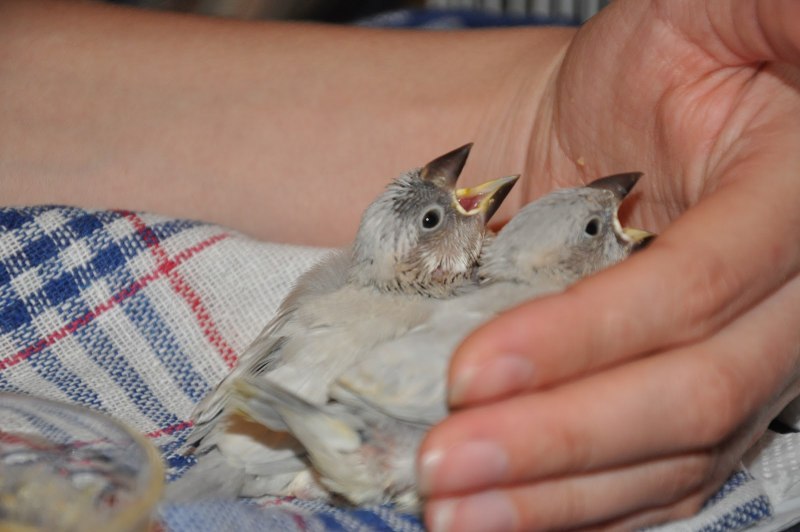 Японские амадины окрасы