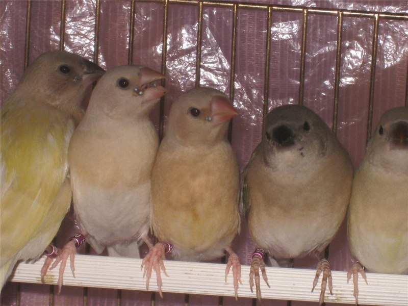 Амадины птички