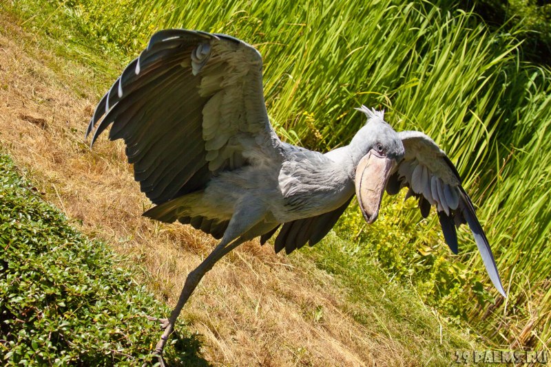 Shoebill the World