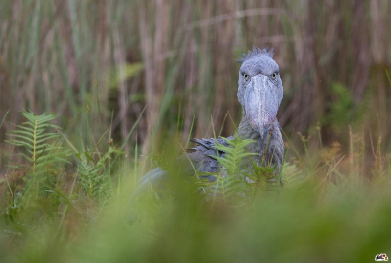 Shoebill Stork птица