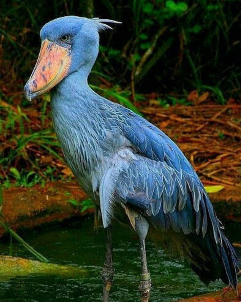 Shoebill Stork птица