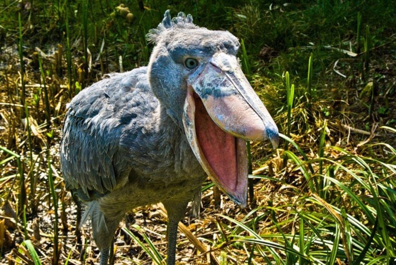 Shoebill Stork птица