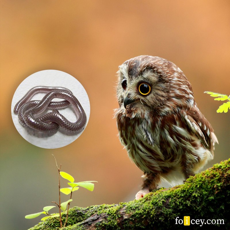 Воробьиный Сыч (Glaucidium passerinum l.),