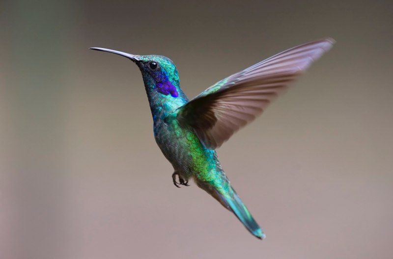 Колибри trochilidae
