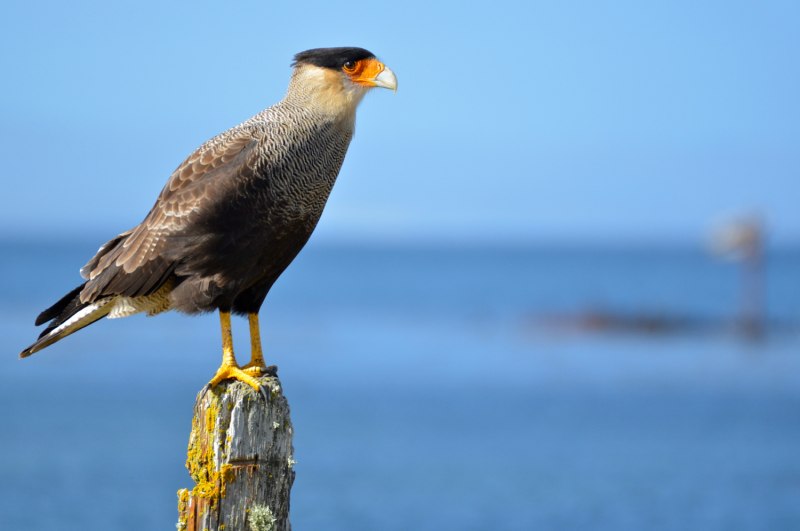 Caracara Polyborus