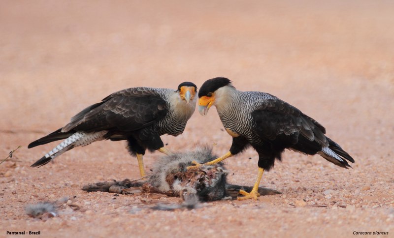 Northern Crested Caracara