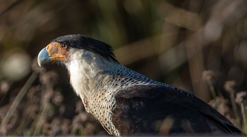 Phalcoboenus Australis