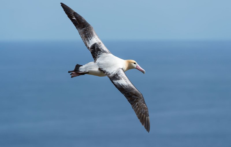 Phoebastria albatrus