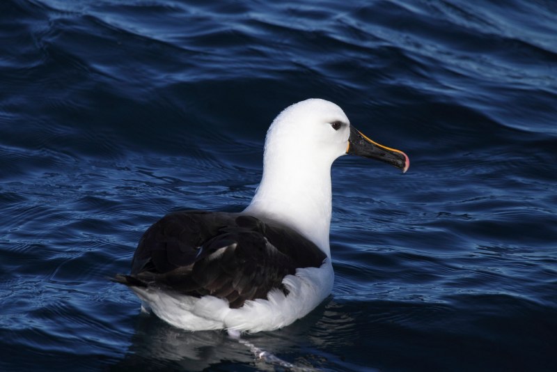 Phoebastria albatrus