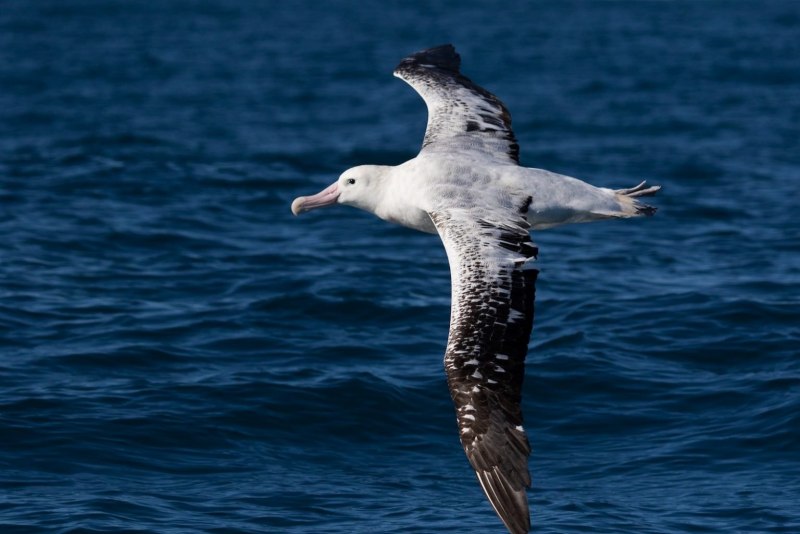 32. Белоспинный Альбатрос (Phoebastria albatrus)