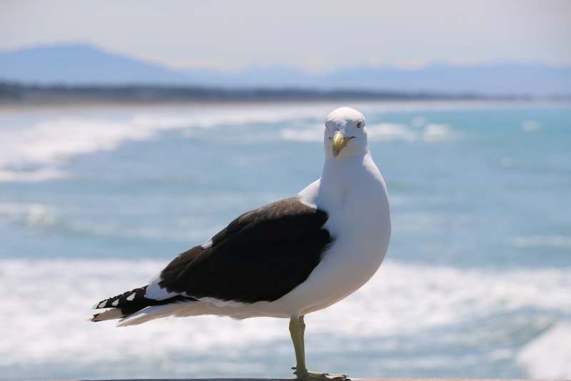 32. Белоспинный Альбатрос (Phoebastria albatrus)